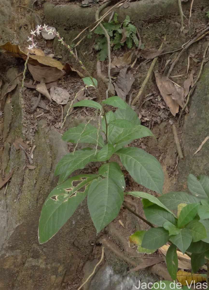 Petiveria alliacea L.